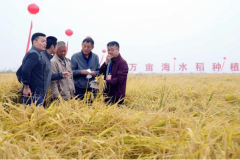 大企业跨界农业:新质出产力引领农业新