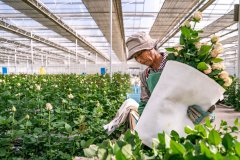 习总关心事|幸福糊口像花儿一样——把