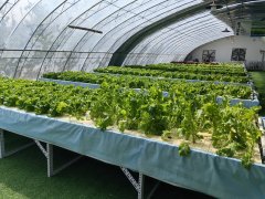 <b>校地合做送新进展 大模子培育的优良做物</b>